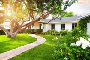 polyjacking and tree roots - image of a home with a large tree out front